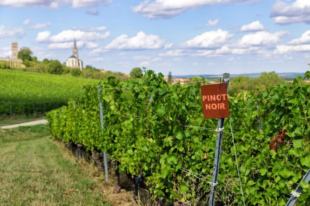 Vignes de pinot noir des Côtes de Toul